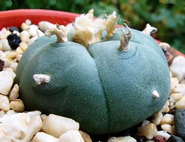 Lophophora